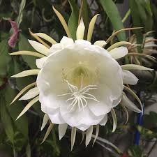 Orchid cactus stems are broad and flat with serrated edges. 10 Tips For Growing A Queen Of The Night Cactus Garden Lovers Club