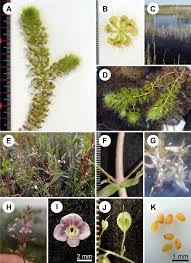 Image result for Aldrovanda vesiculosa