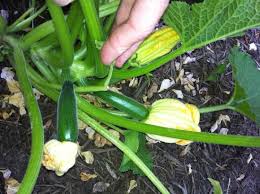 Check spelling or type a new query. All About Zucchini Organic Gardening Mother Earth News