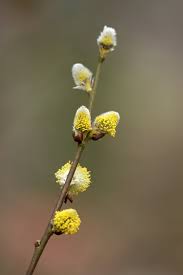 Muller Munchehof Pflanzen Gmbh Pflanzen Fur Forst Landschaft Und Garten Salweide Im Topf Container