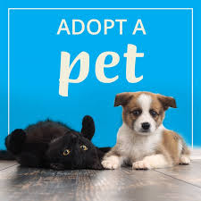 Regularly scheduled adoption events take place every saturday and sunday from 1:00pm to 3:00pm at the p etsmart in oviedo, located at 1115 vidina place, oviedo, fl 32765. Pet Search