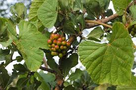 Image result for Ampelocissus