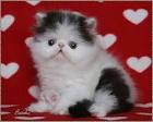 Persian Kittens For Sale In Virginia