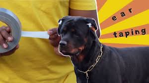 Check spelling or type a new query. Rottweiler Ear Taping Promo Youtube