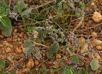 Image result for Indigofera flavicans