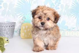 Which is also why they got the name teddy bear. View Ad Zuchon Puppy For Sale Near Florida Naples Usa Adn 72744