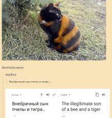 Lost In Translation Cat Memes From Russia Is A Must See Funny Cats Funny Cat Memes Cute Funny Animals