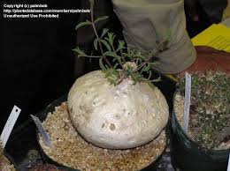 Image result for Raphionacme procumbens