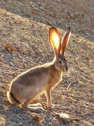 Pin By Nathan Marcy On Jackrabbit Jack Rabbit Animals Kangaroo