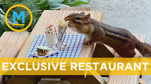 Check spelling or type a new query. Food Reviewer Sets Up A Tiny Restaurant For Chipmunks Your Morning Youtube