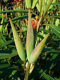 Image result for Asclepias curassavica
