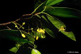 Image result for Simaroubaceae