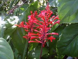 Remove spent blooms to keep flowers coming. Firespike Red Live Semi Tropical Plant Winter Bloomer Florida Native Hummingbird Butterfly Garden Starter Size 4 Inch Pot Emeralds Tm Emerald Goddess Gardens