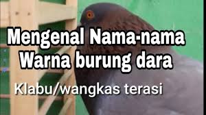 Check spelling or type a new query. Pengenalan Dasar Nama Nama Warna Burung Dara Youtube
