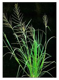 Image result for Lipocarpha chinensis