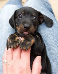 Petland round lake beach has a variety of puppies and dogs for sale including german shepherd, yorkie, boxer, french bulldog & other breeds. 59 Best Baby Dachshund Ideas Dachshund Weenie Dogs Dachshund Puppies