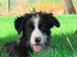 Good Breeder Forthright Stockdogs Border Collie Best Dogs Border Collie Puppies