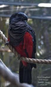 The best gifs are on giphy. 25 Pesquet S Parrots Ideas Parrot Birds Pet Birds