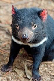 Pueden comer animales de hasta el tamaño de un canguro los demonio de tasmania son originalmente de la isla de tasmania. Pin On Vida