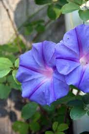 Morning Glory Charlotte Moss Garden Vines Morning Glory Flowers Amazing Flowers