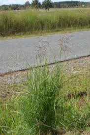 Image result for Capillipedium