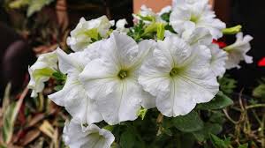 Image result for Petunia axillaris