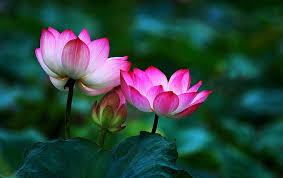 Relaxing Natural Sound Beautiful Flowers Hd Lotus Flower Pictures Lotus Flower Art Flowers