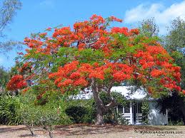 Flowering landscape trees are the crown jewels of the residential landscape, offering shape, color, and shade. Today S Flowers My Mobile Adventures