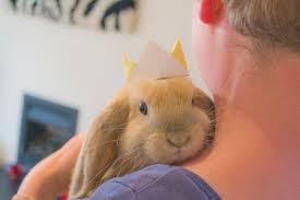 They have similar body shapes to french lops, including the long, floppy ears. Bunny Breed And Size Guide Mini Lop Holland Lop Rabbits Pethelpful