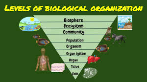 Educate them about animal behavior, biology, life cycles, and habitats with literature, games, and references. Plant And Animal Cell Parts And Functions Grade 7 Science 3dmodelofcells Plantcell Animalcell Youtube