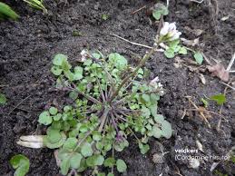 Ze plantten het langs wegen, zodat de soldaten iets hadden om te eten als ze passeerden. Onkruid In Je Tuin Herkennen Oxalis Tuinontwerp
