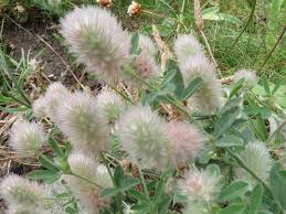 Image result for Trifolium masaiense