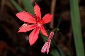 Image result for Freesia grandiflora