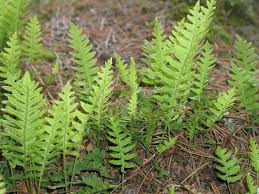 Image result for Polypodiaceae