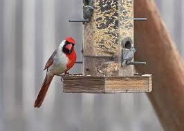 Bird Poems Be Like The Bird Victor Hugo Be Like The Bird