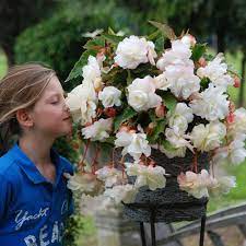 Begonia Odorata Angelique Exhibition Size J Parker Dutch Bulbs Begonia Late Summer Flowers Tuberous Begonia