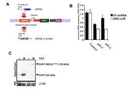 P Hush A Single Vector System For Conditional Gene Expression Bmc Biotechnology Full Text