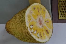 What is the largest tree born fruit in the world? Jackfruit Largest Tree Borne Fruit Wander Lord