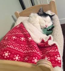 19 Adorable Cats Sleeping In Tiny Ikea Doll Beds Cutesypooh Cat Sleeping Ikea Doll Bed Cats