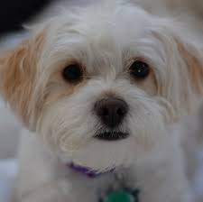 Shih Poo Breed Information Characteristics Heath Problems Dogzone Com