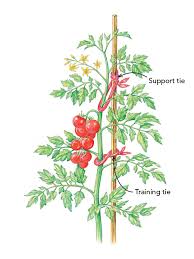 This will trigger foliage hormones and the plant will redirect its energy back towards growing more leaves and branches. How To Prune Tomatoes