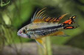 Double full red cockatoo cichlids are an extremely fast growing species. Apistogramma Cacatuoides Cockatoo Dwarf Cichlid Dwarf Cichlids