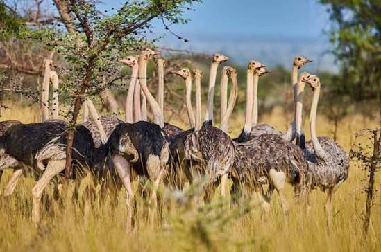 12 Days Kidepo, Murchison and Gorilla Safari