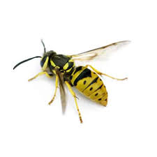 Yellow jackets are social insects that have a caste system, which is a division of labor between sterile female workers, males, and reproductive female queens. Bees Wasps Waltham Pest Control