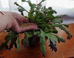 After that point you can begin to water more heavily because there is no chance of the cutting being damaged due to water rot. Christmas Cactus Fertilizer Requirements When And How To Feed A Christmas Cactus