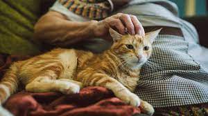 I did forget to mention, she only uses the litter box when my cat still comes to me when i am eating and wants some of my food and if i do not give my cat pieces of food, she will meow and pace like crazy. How To Handle Your Pet S Final Days With Care