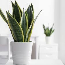 15 bedroom plants that ll turn your small space into a peaceful oasis best plants for bedroom plants bedroom plants