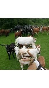 Only real Madrid fans can find the face