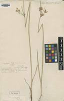 Image result for Cyperus aterrimus