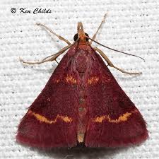 Image result for Pyrausta nigrata